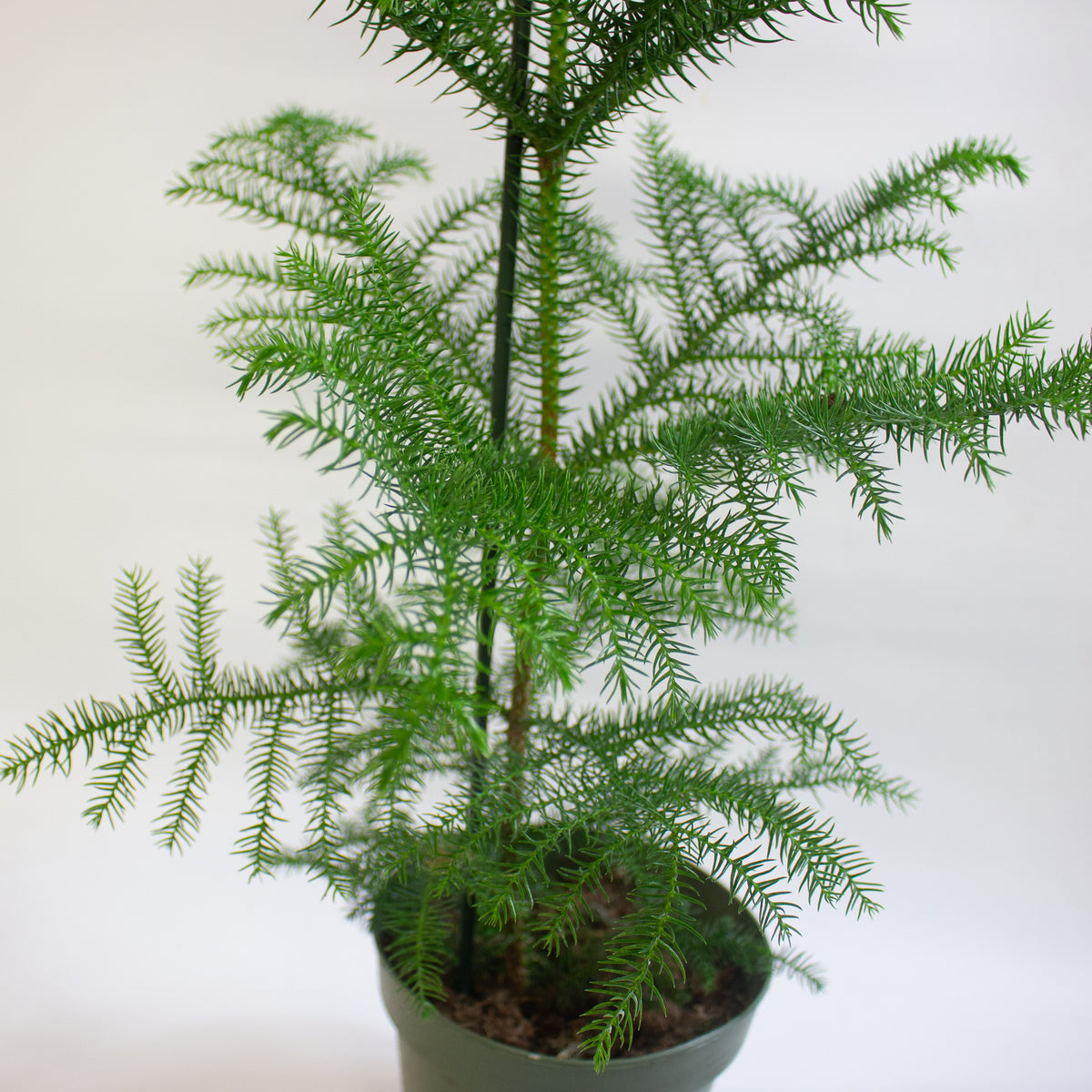 Araucaria heterophylla 'Norfolk Island Pine' 17cm H50cm