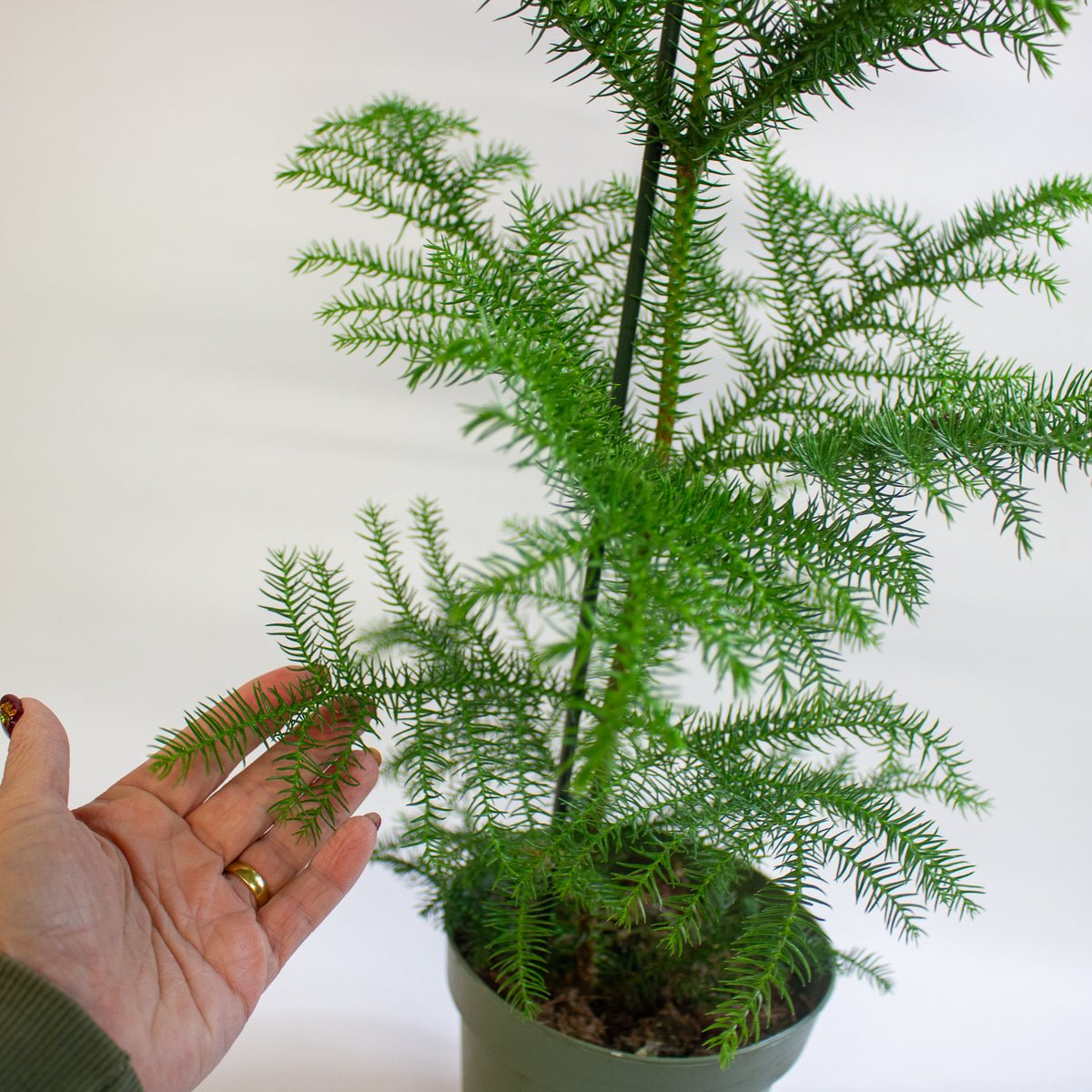 Araucaria heterophylla 'Norfolk Island Pine' 17cm H50cm