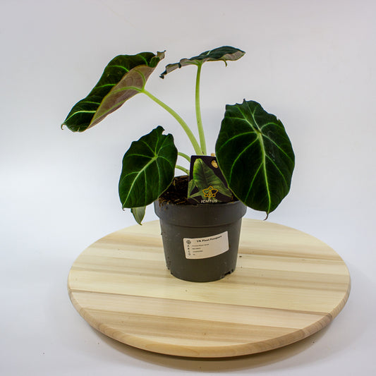 Alocasia Black Velvet 14cm H35cm