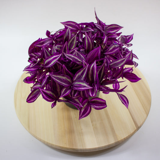 Tradescantia fluminensis Pink Paradise 14cm H20cm