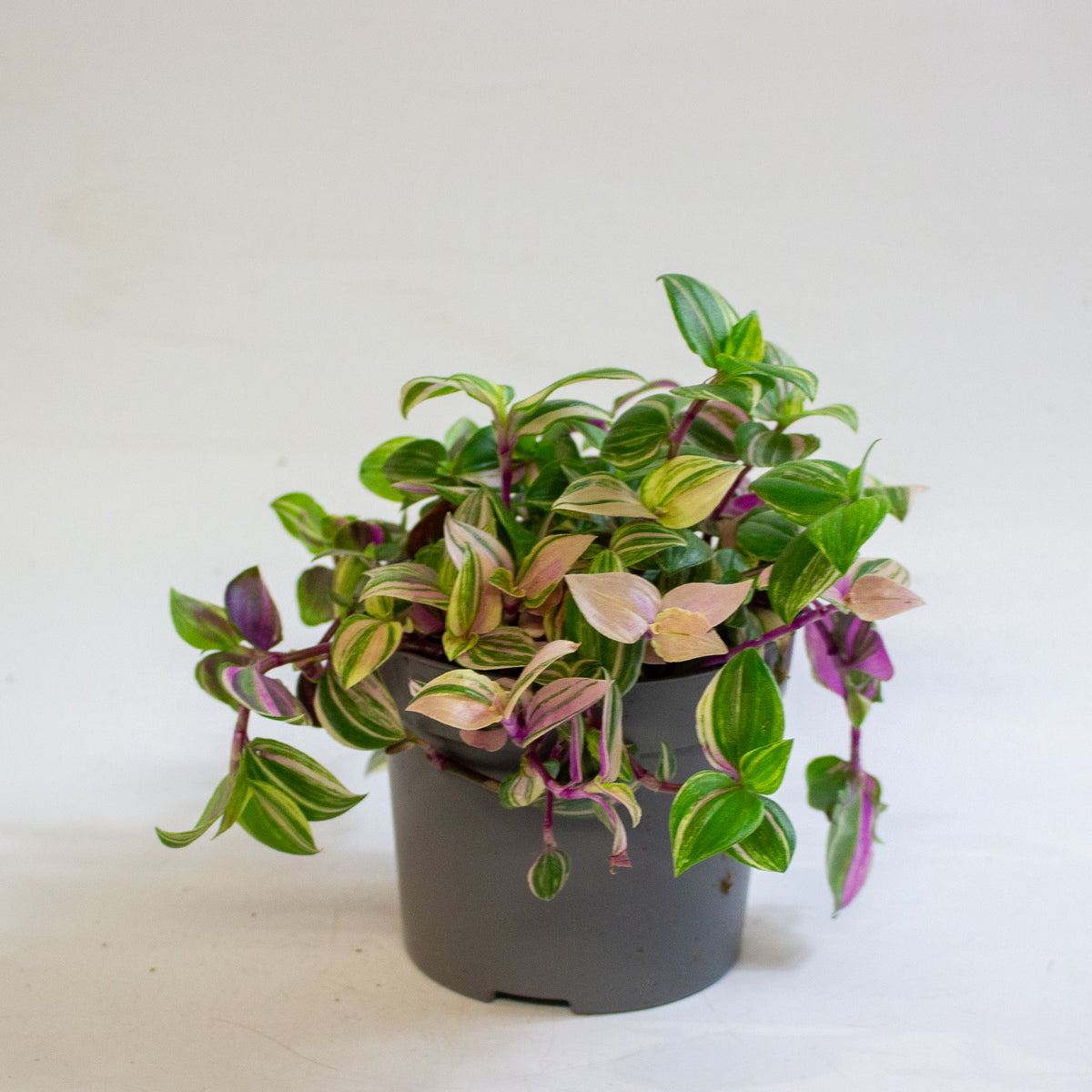 Tradescantia Quadricolor 12cm H20cm