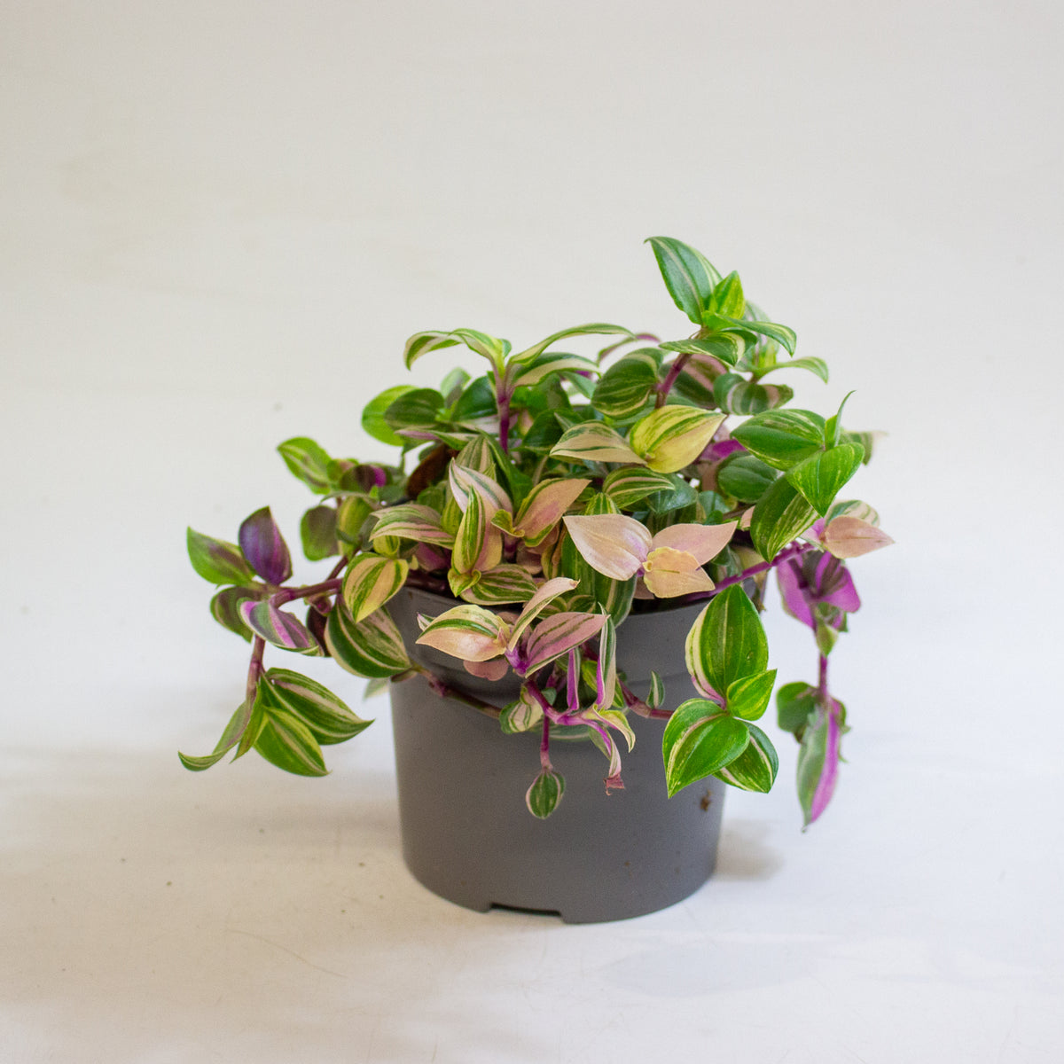 Tradescantia Quadricolor 12cm H20cm