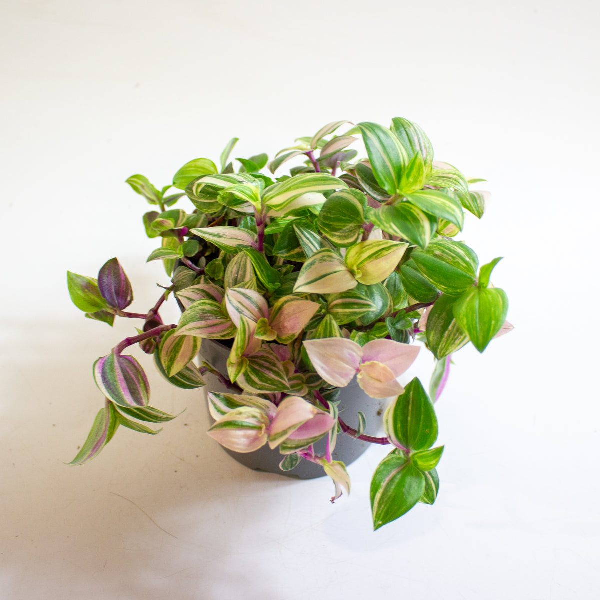 Tradescantia Quadricolor 12cm H20cm