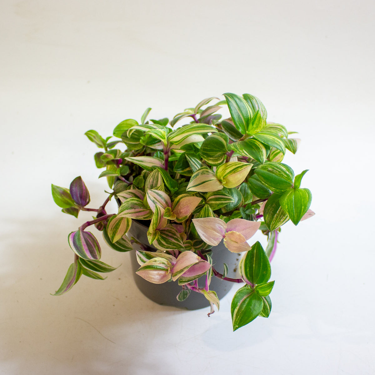 Tradescantia Quadricolor 12cm H20cm
