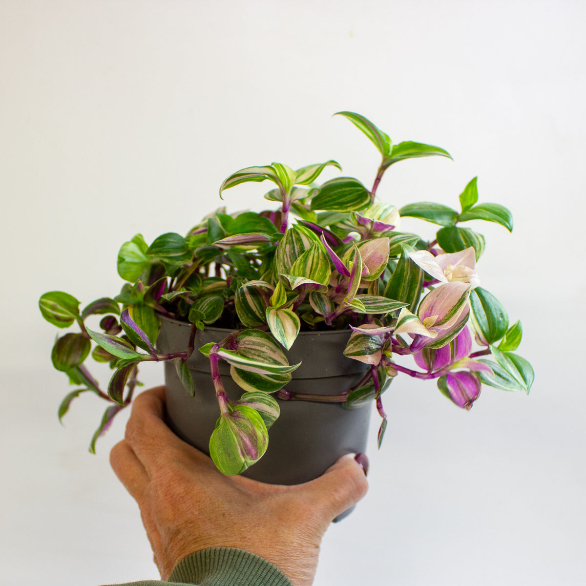 Tradescantia Quadricolor 12cm H20cm