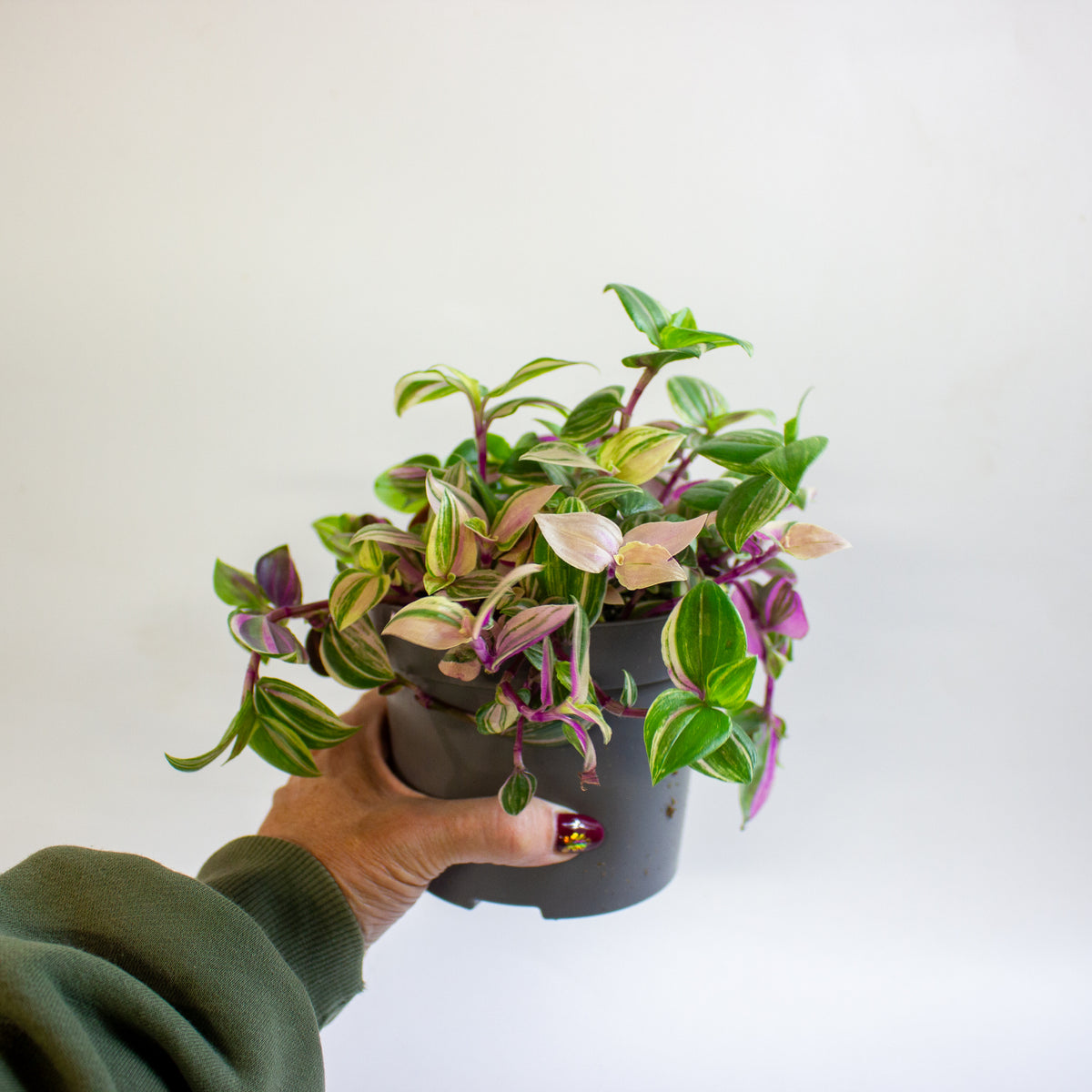 Tradescantia Quadricolor 12cm H20cm