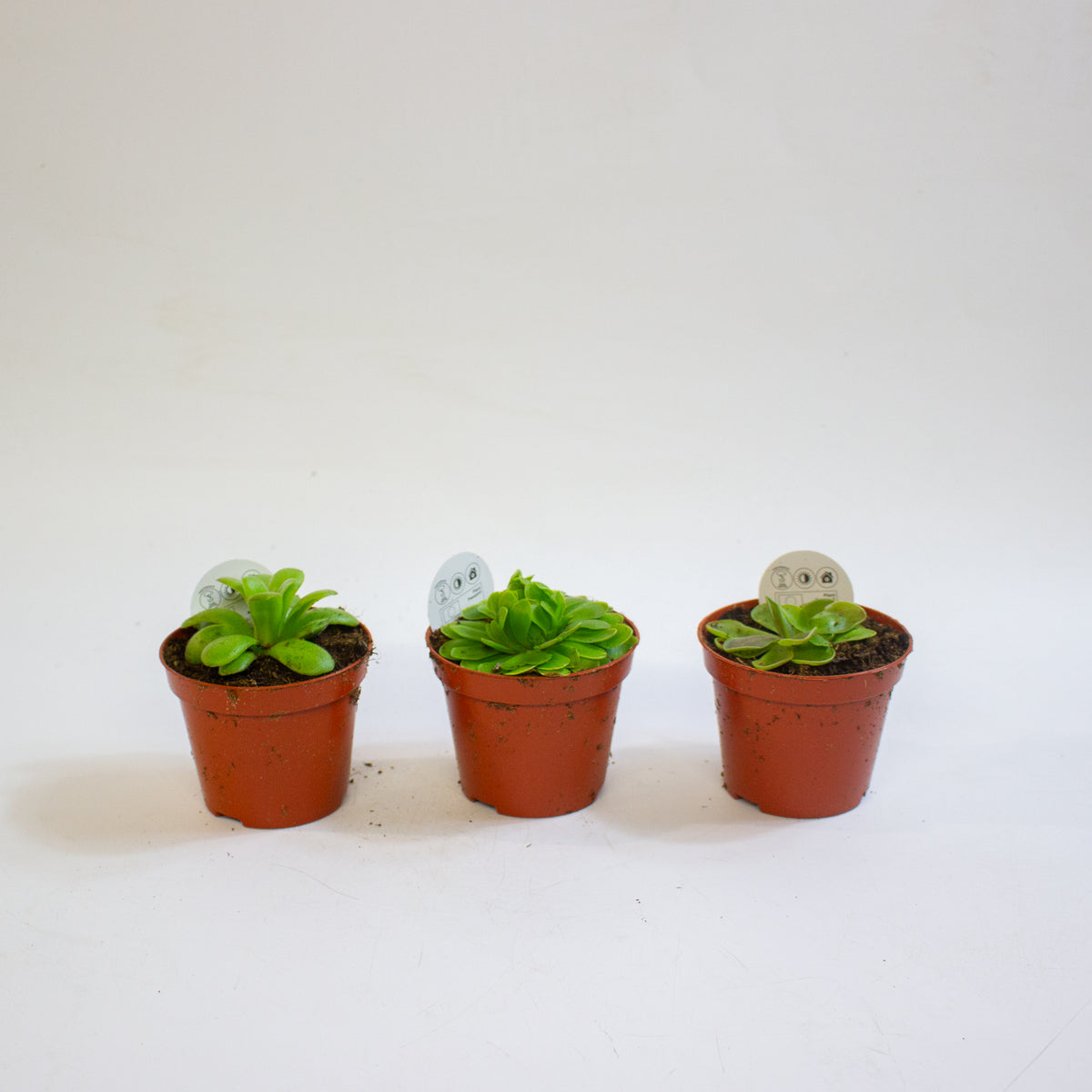 Pinguicula 8.5cm H10cm