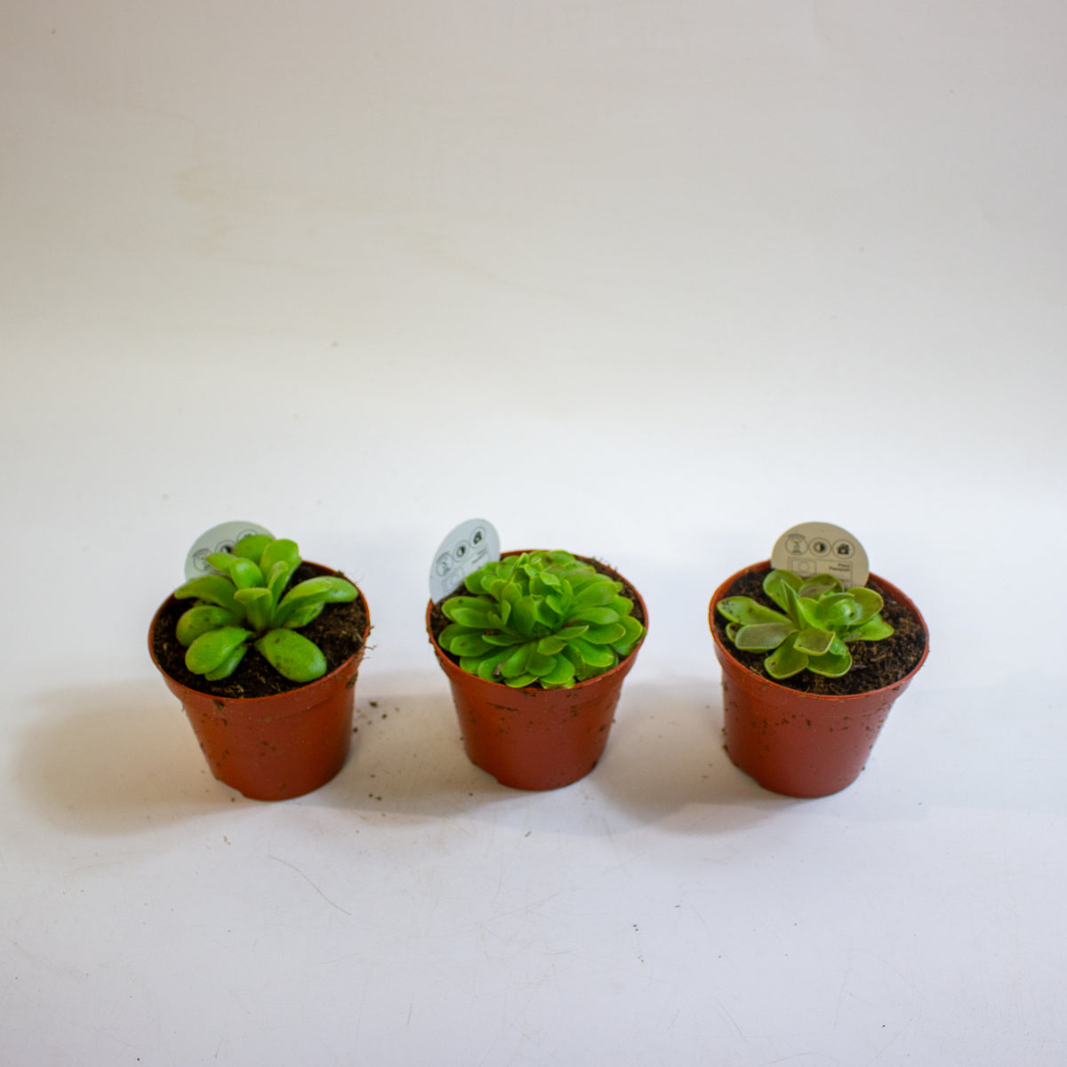 Pinguicula 8.5cm H10cm
