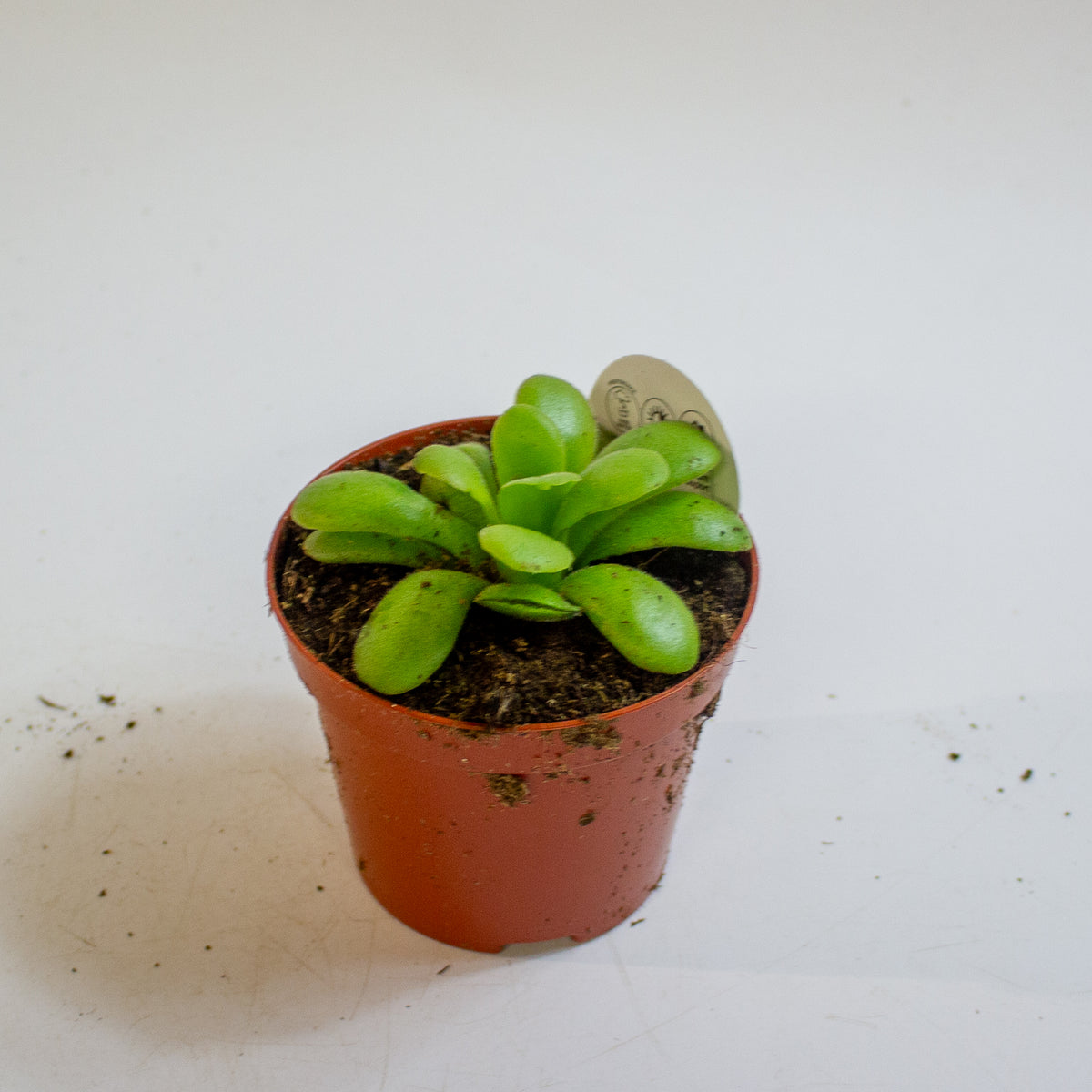 Pinguicula 8.5cm H10cm
