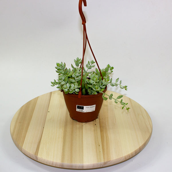 Crassula marginalis 12cm H25cm