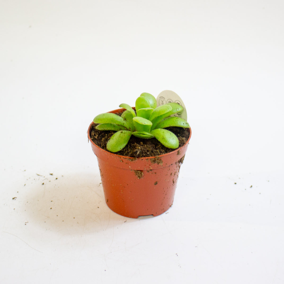 Pinguicula 8.5cm H10cm