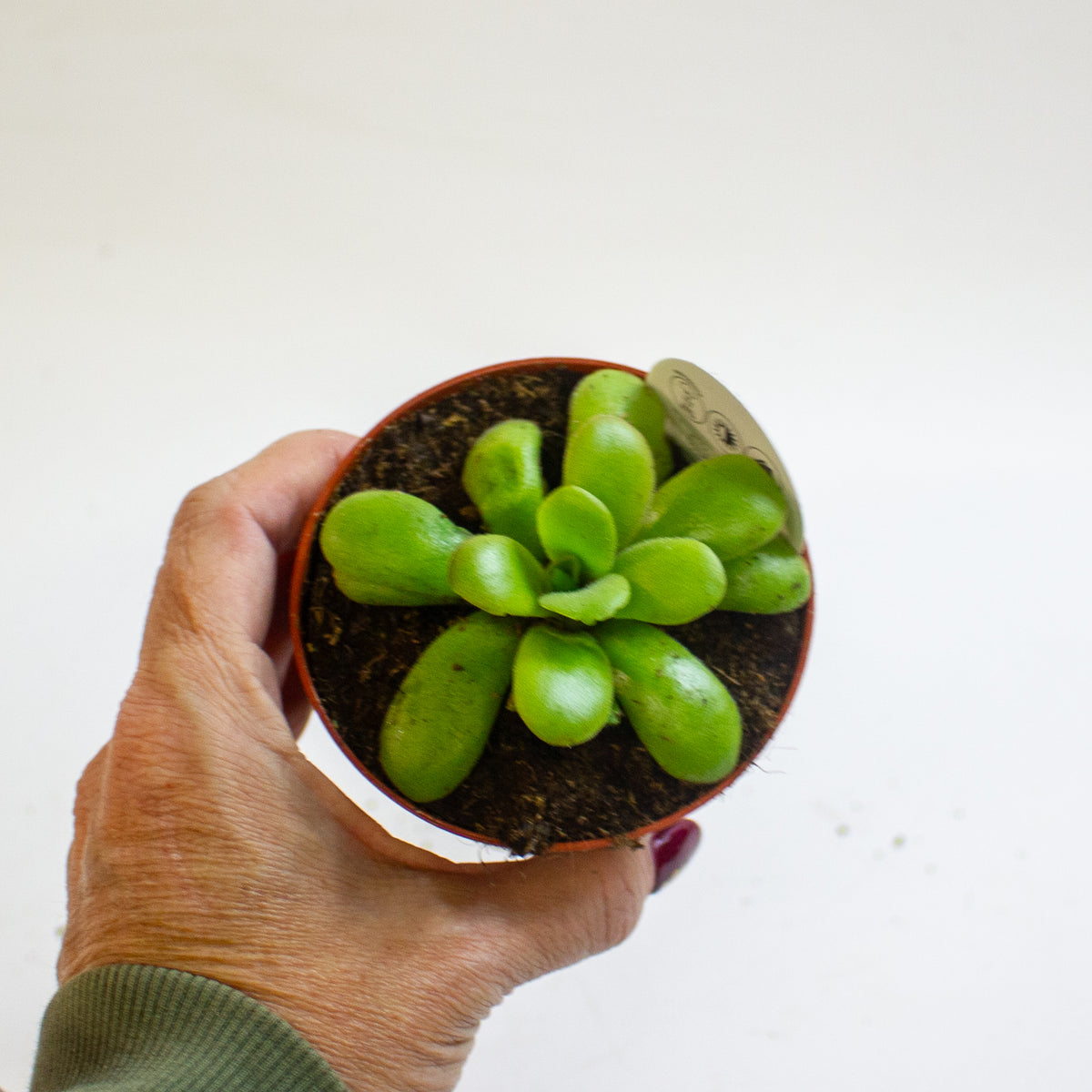 Pinguicula 8.5cm H10cm