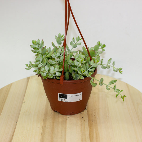 Crassula marginalis 12cm H25cm