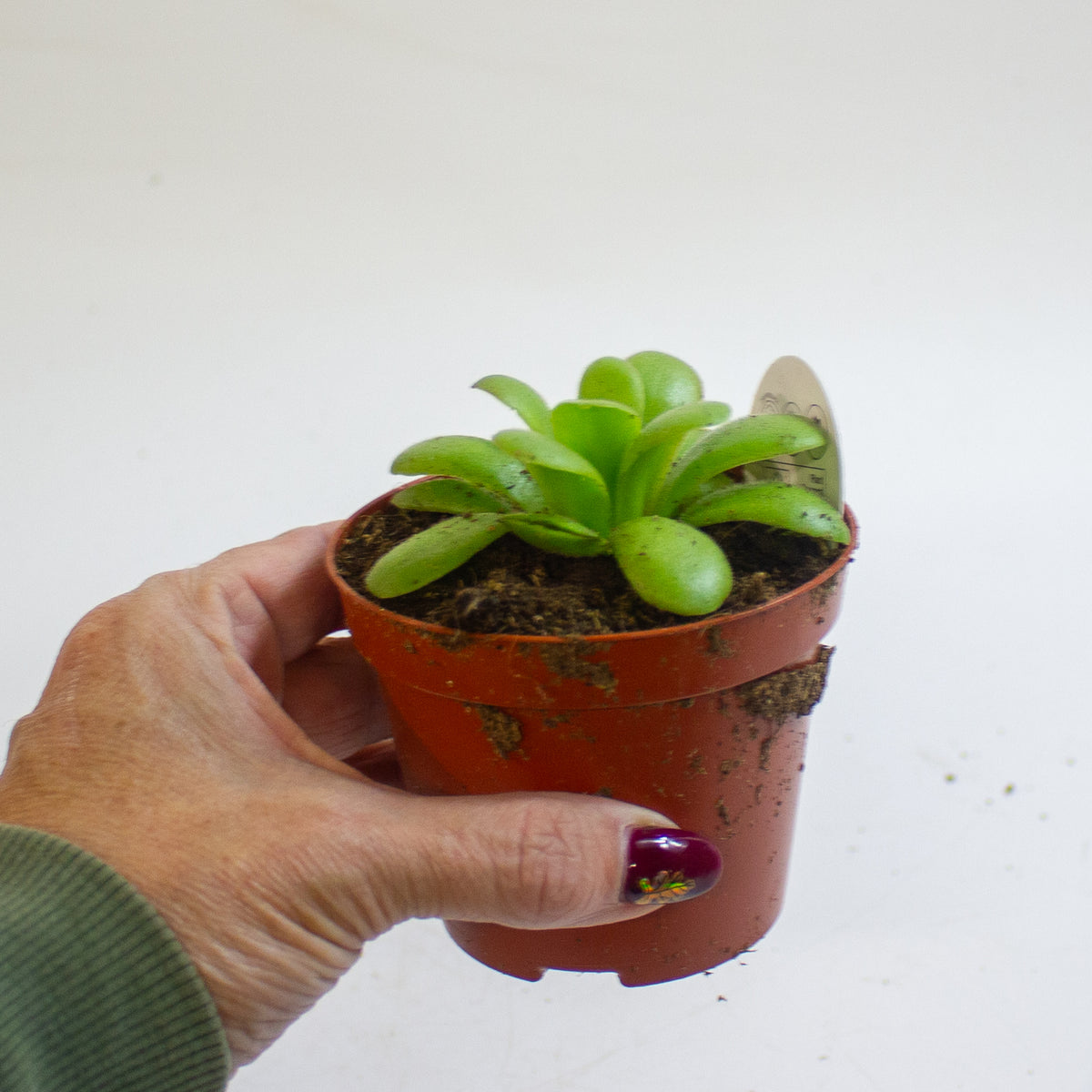 Pinguicula 8.5cm H10cm