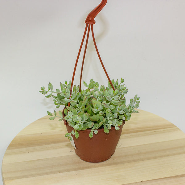 Crassula marginalis 12cm H25cm