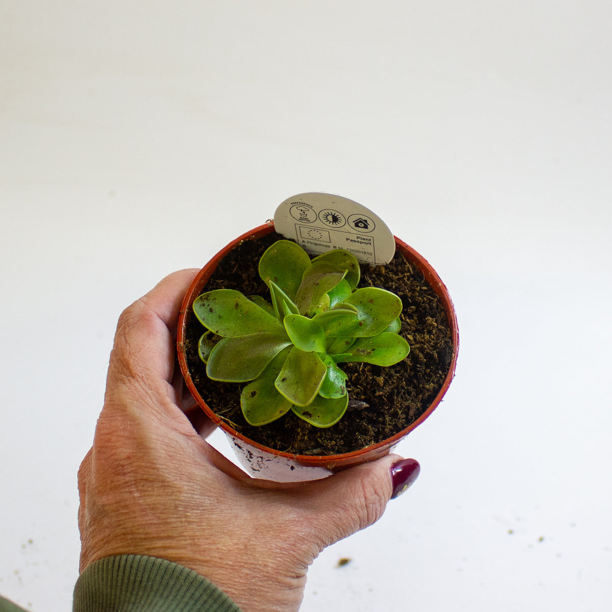 Pinguicula 8.5cm H10cm