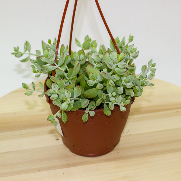 Crassula marginalis 12cm H25cm