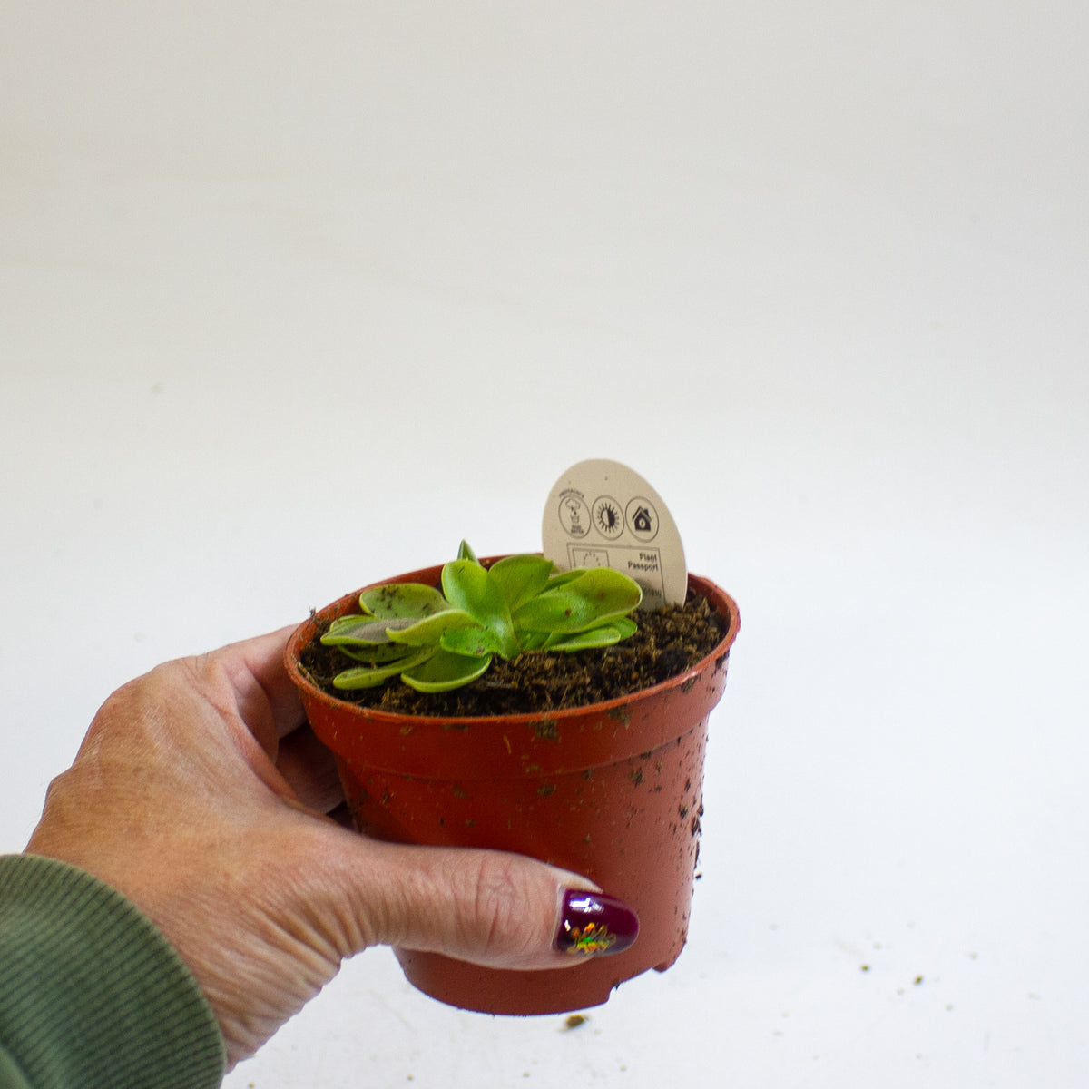Pinguicula 8.5cm H10cm