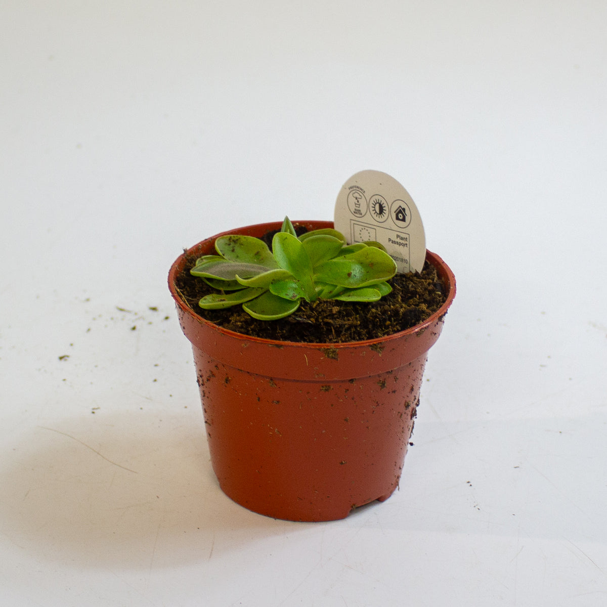 Pinguicula 8.5cm H10cm