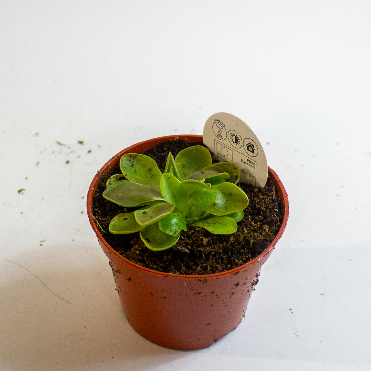 Pinguicula 8.5cm H10cm