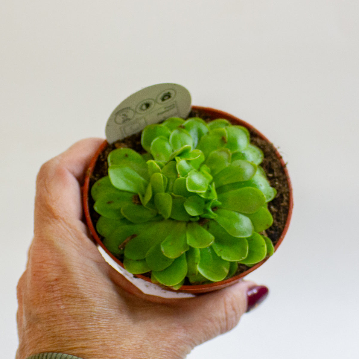 Pinguicula 8.5cm H10cm