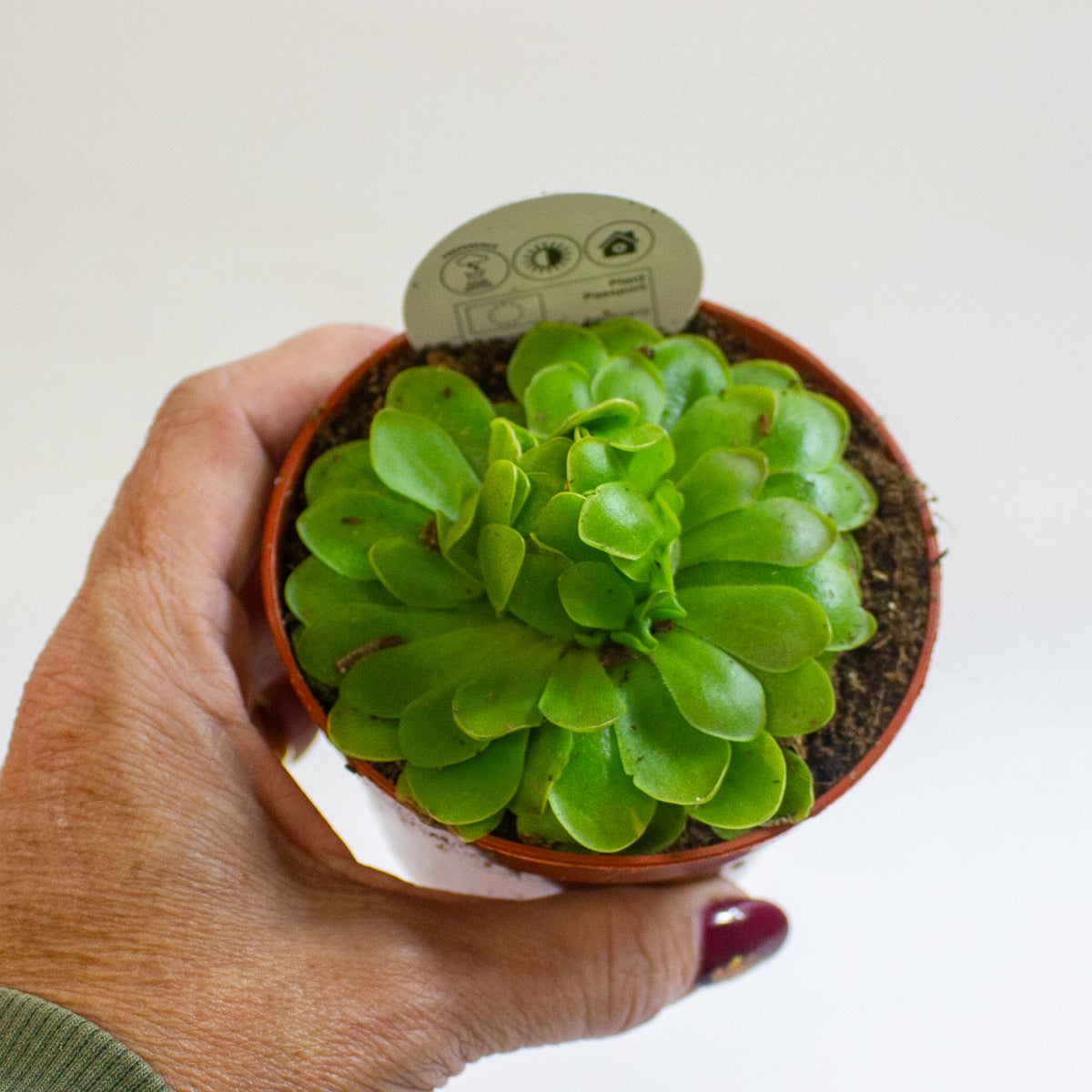 Pinguicula 8.5cm H10cm