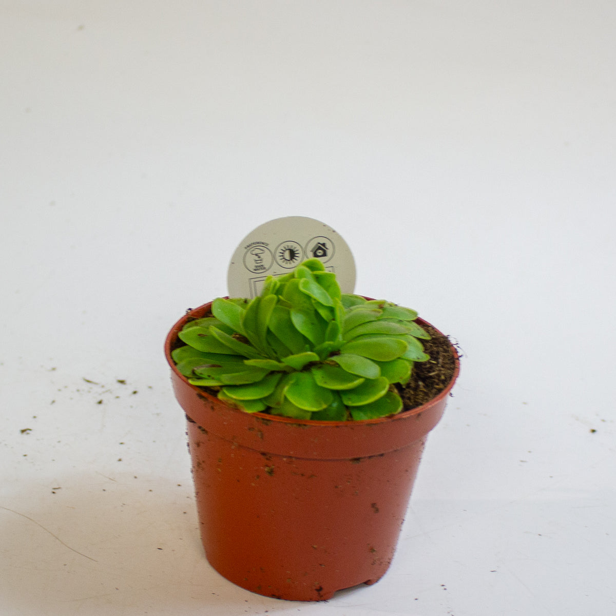 Pinguicula 8.5cm H10cm