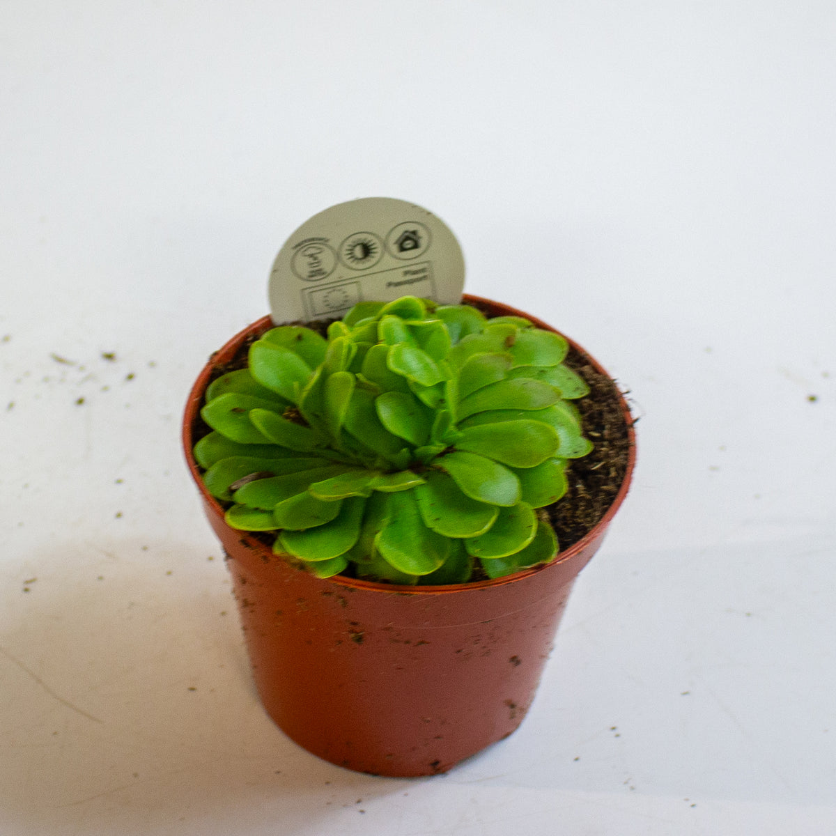 Pinguicula 8.5cm H10cm