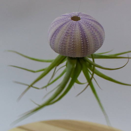 Tillandsia usneoides in shell 10cm H15cm