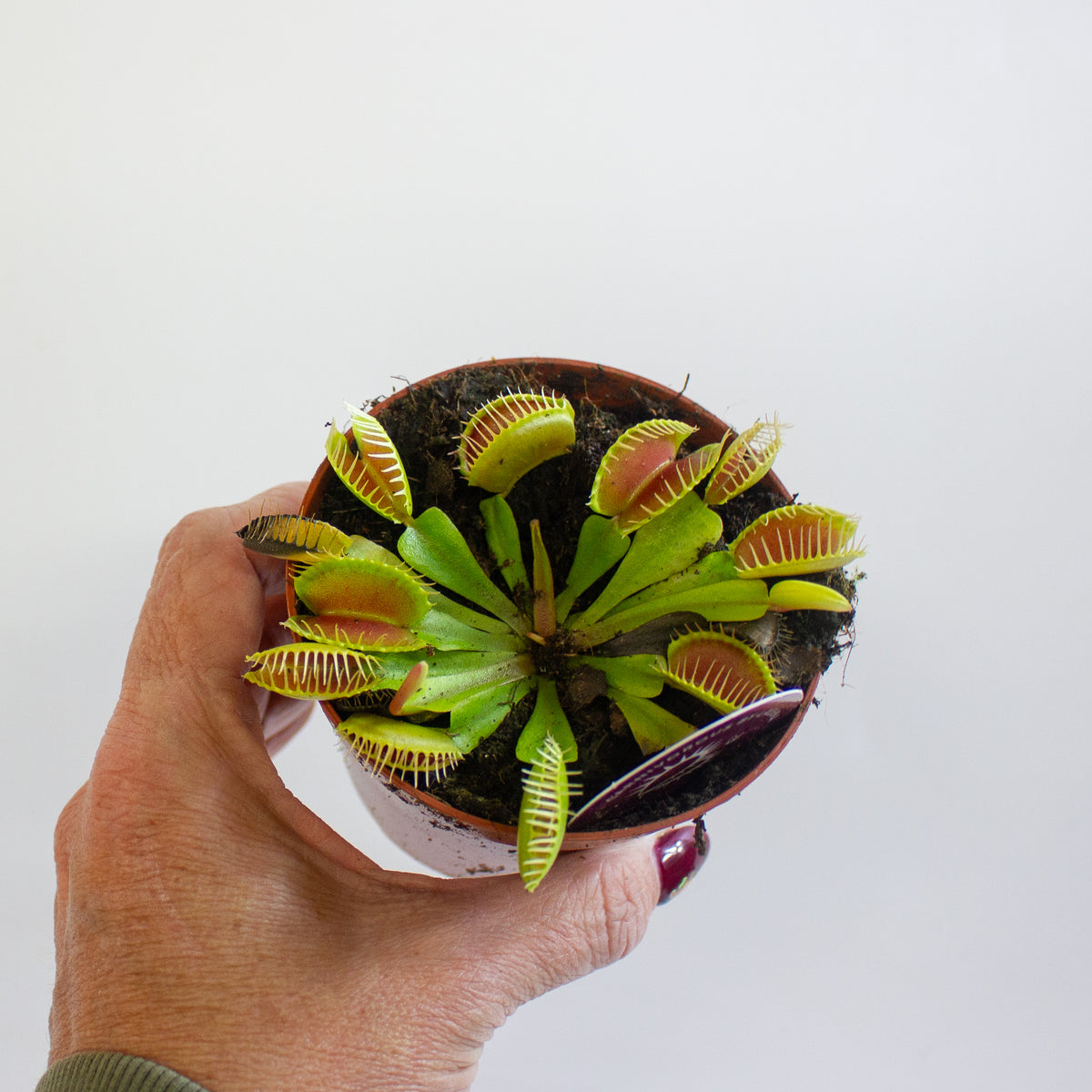 Dionaea Muscipula 8.5cm H10cm
