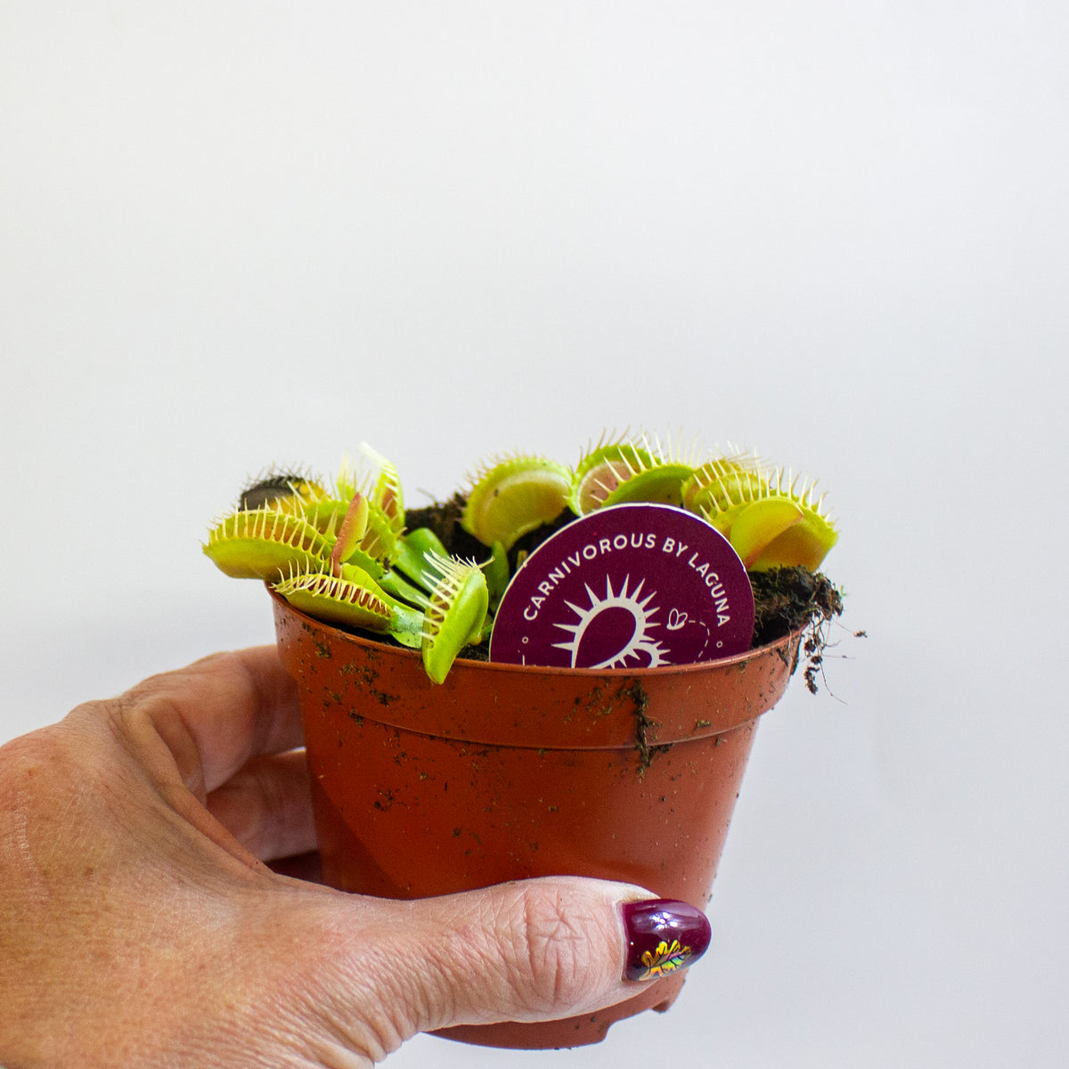 Dionaea Muscipula 8.5cm H10cm
