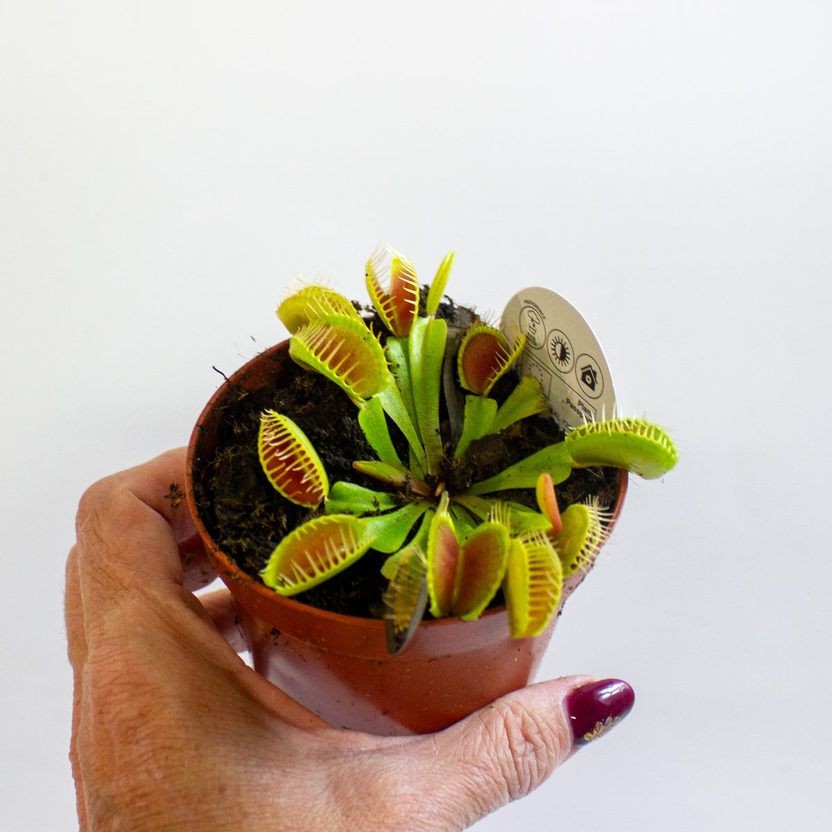 Dionaea Muscipula 8.5cm H10cm