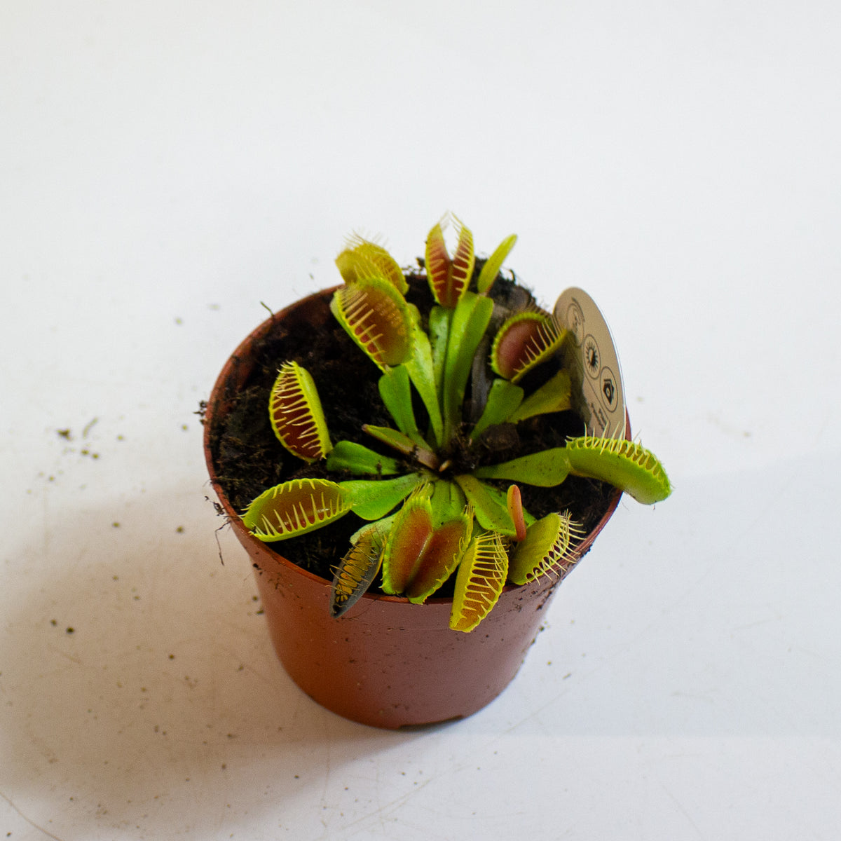 Dionaea Muscipula 8.5cm H10cm