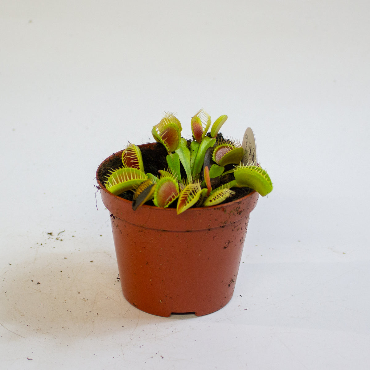 Dionaea Muscipula 8.5cm H10cm