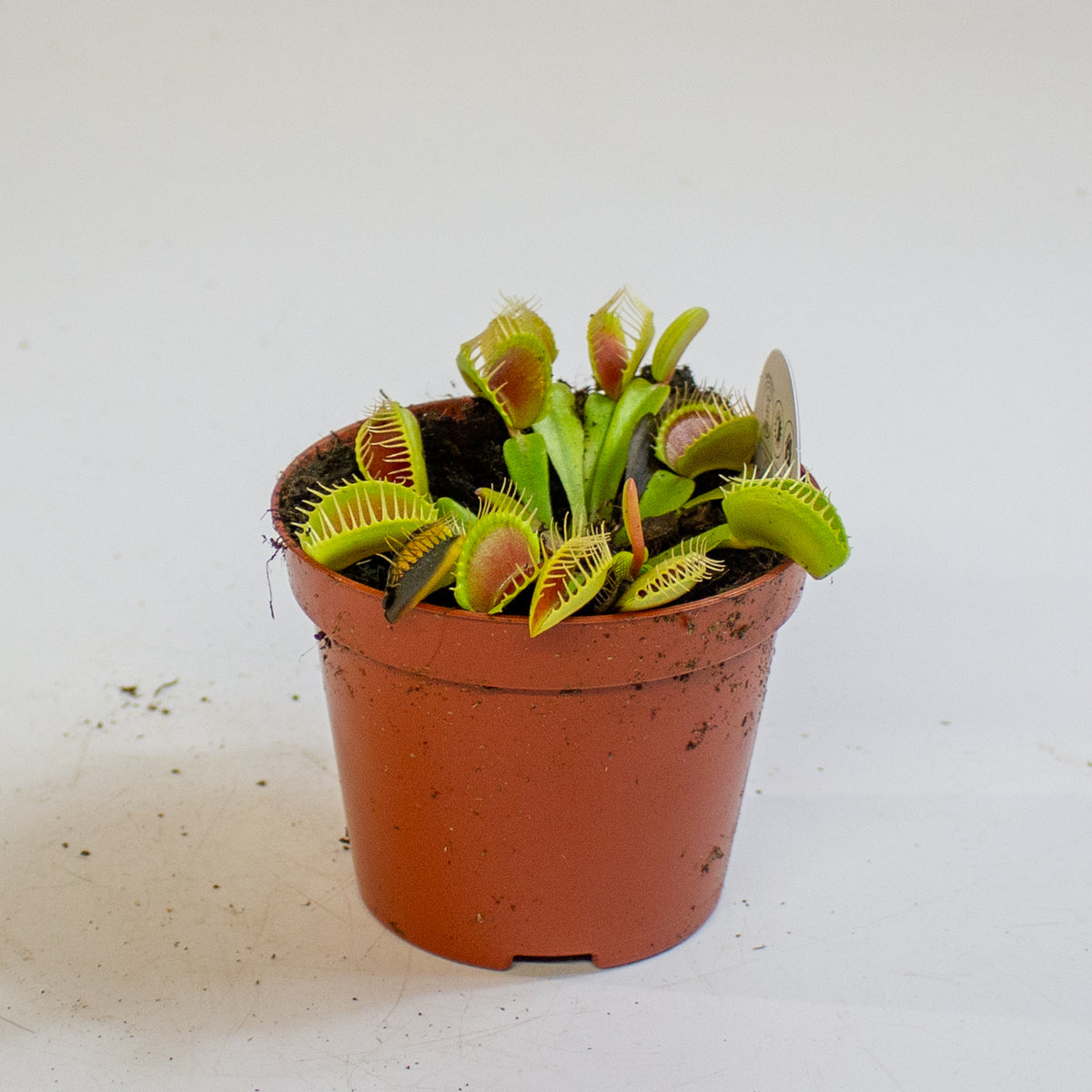 Dionaea Muscipula 8.5cm H10cm