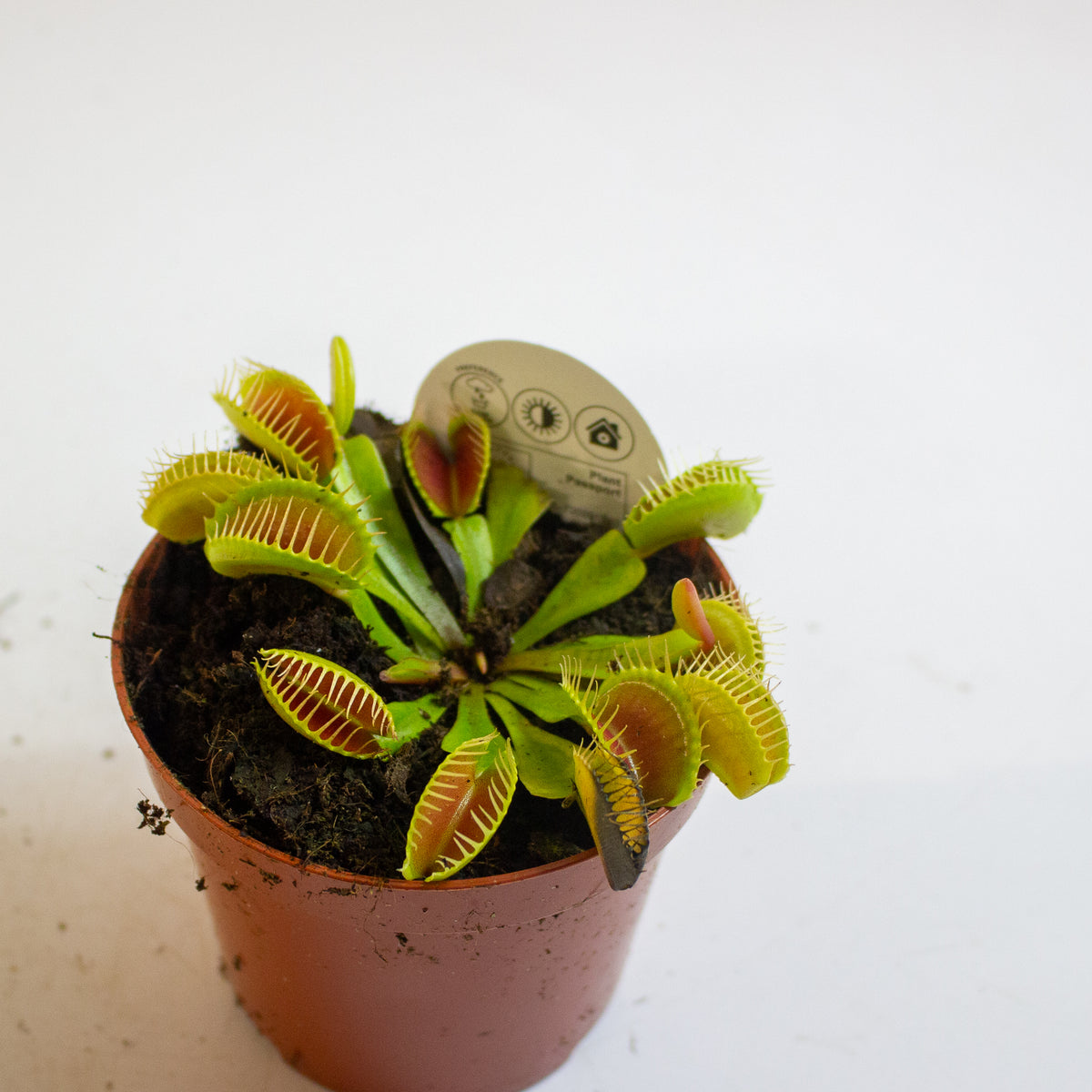 Dionaea Muscipula 8.5cm H10cm