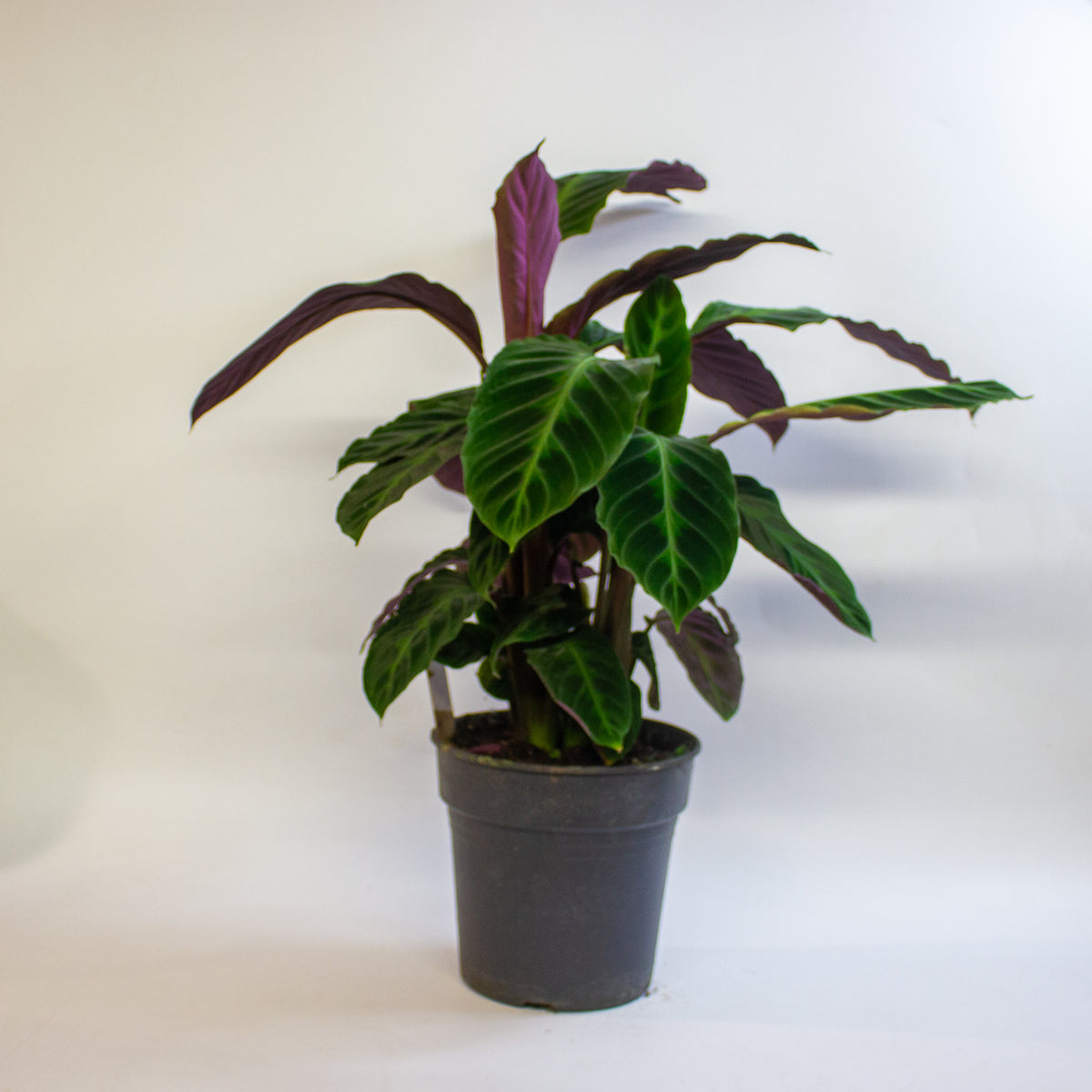 Calathea Warscewiczii 19cm H30cm