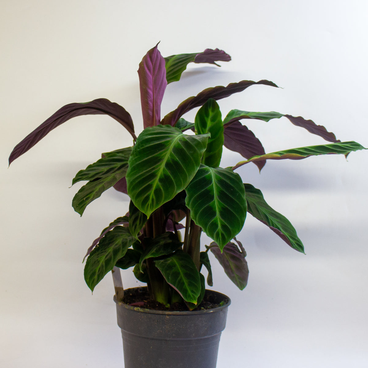 Calathea Warscewiczii 19cm H30cm