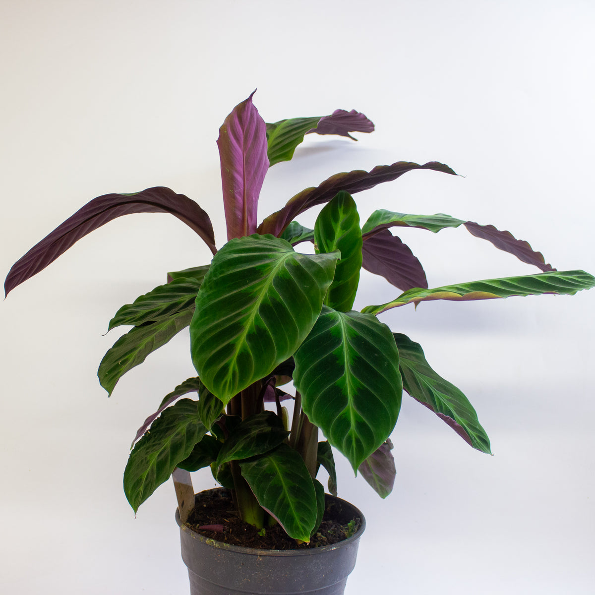 Calathea Warscewiczii 19cm H30cm