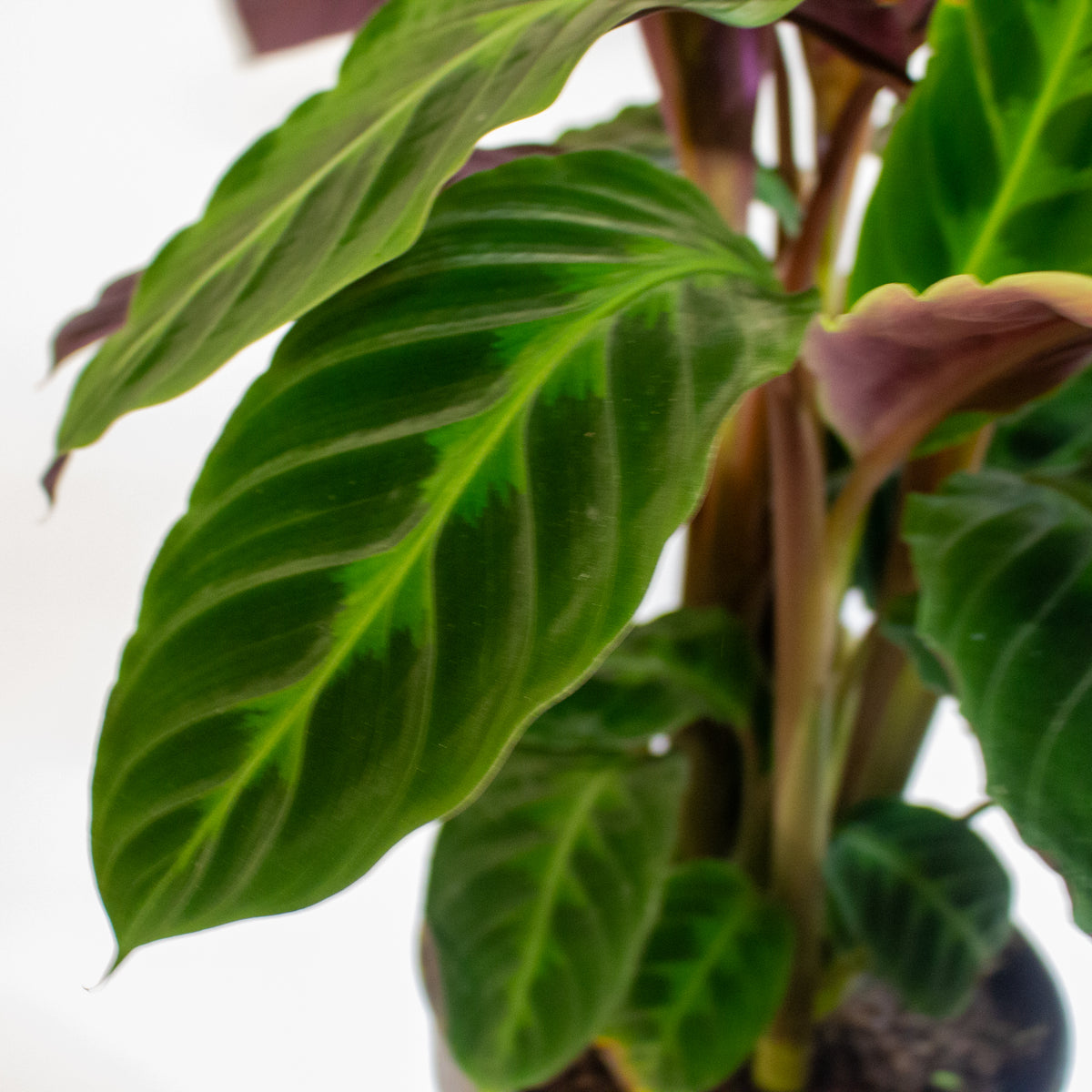 Calathea Warscewiczii 19cm H30cm