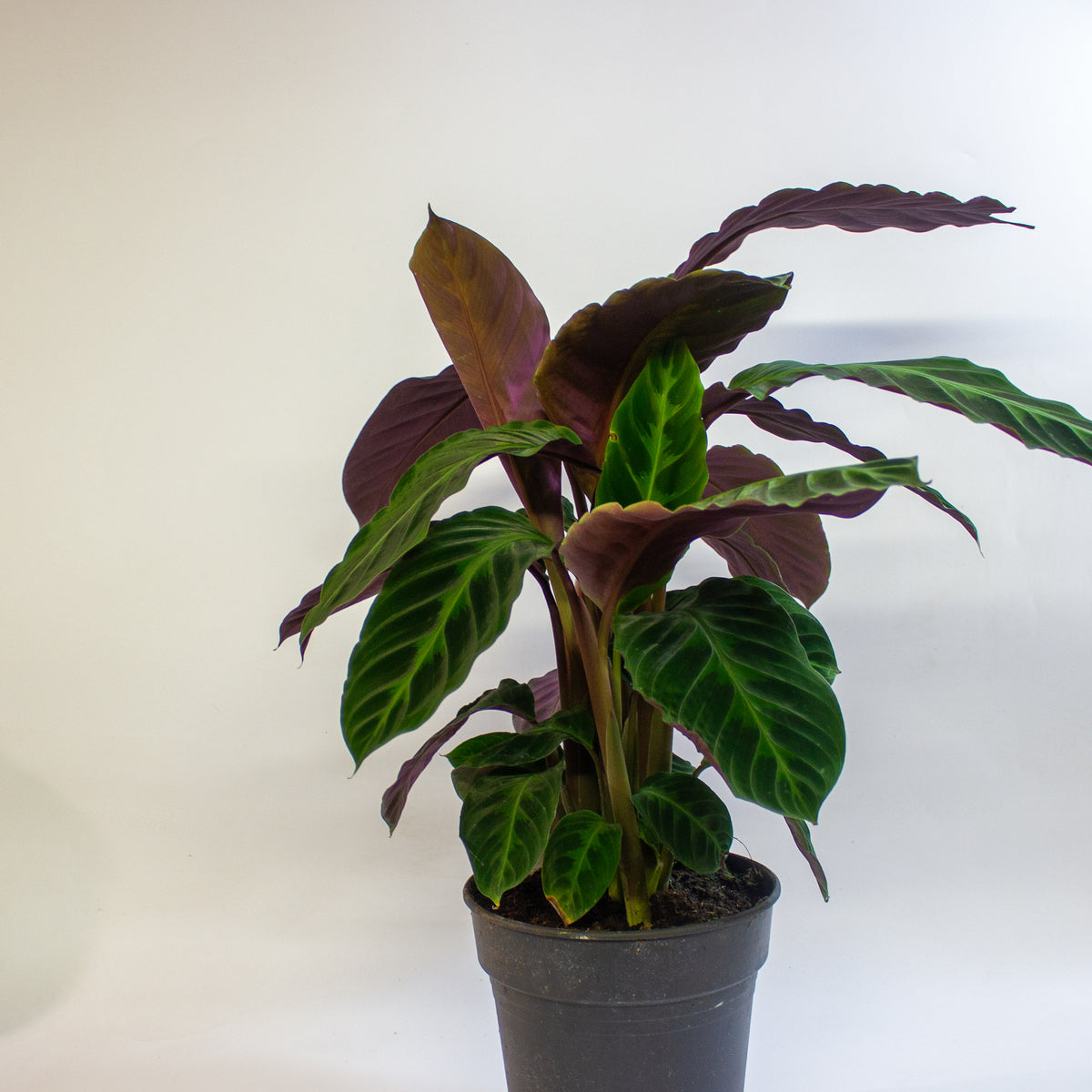 Calathea Warscewiczii 19cm H30cm