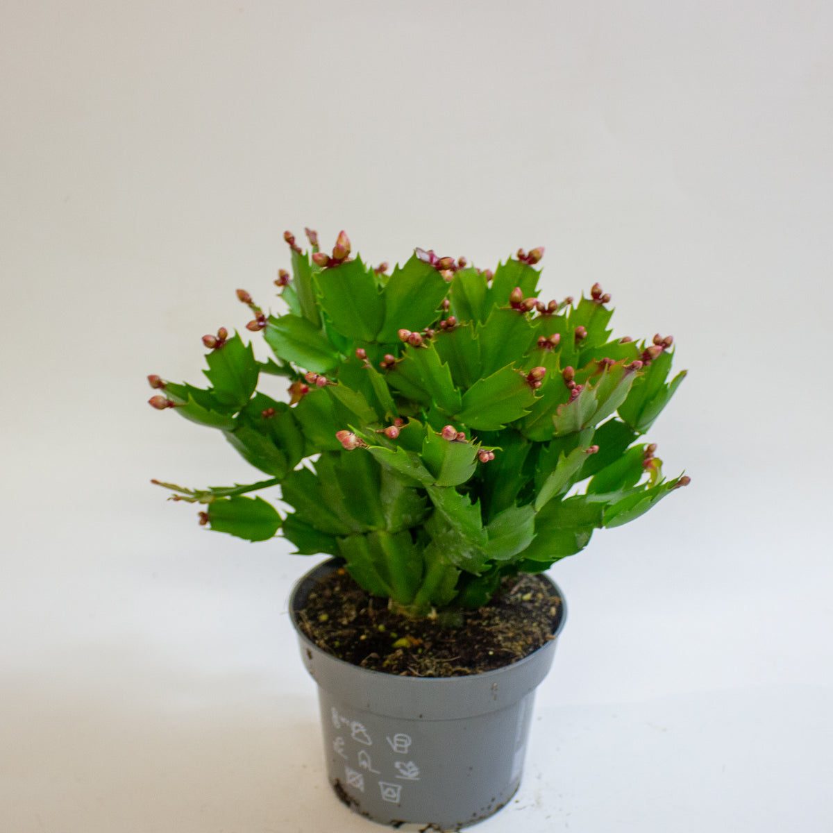 Schlumbergera Orange Flowered 13cm H25cm