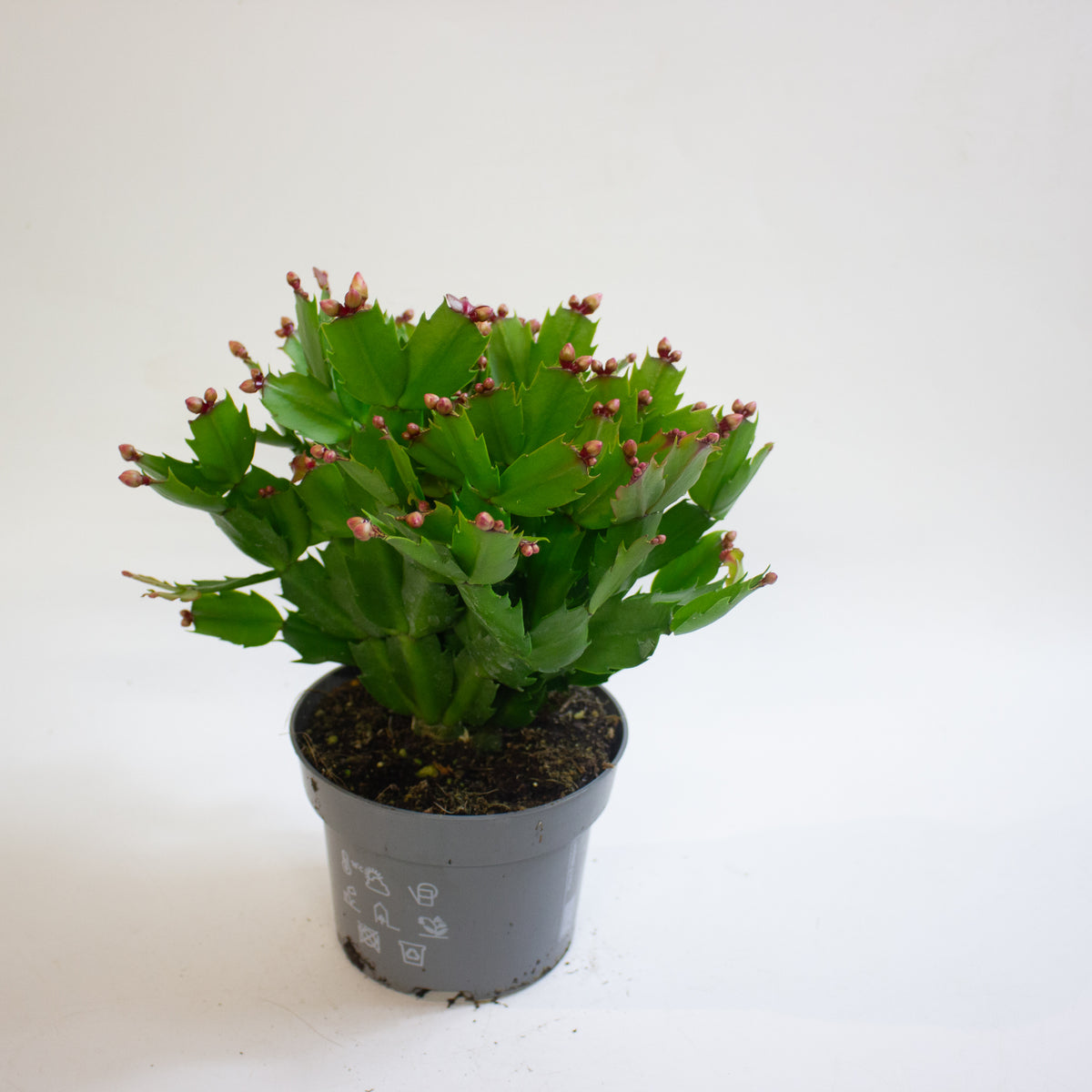 Schlumbergera Orange Flowered 13cm H25cm