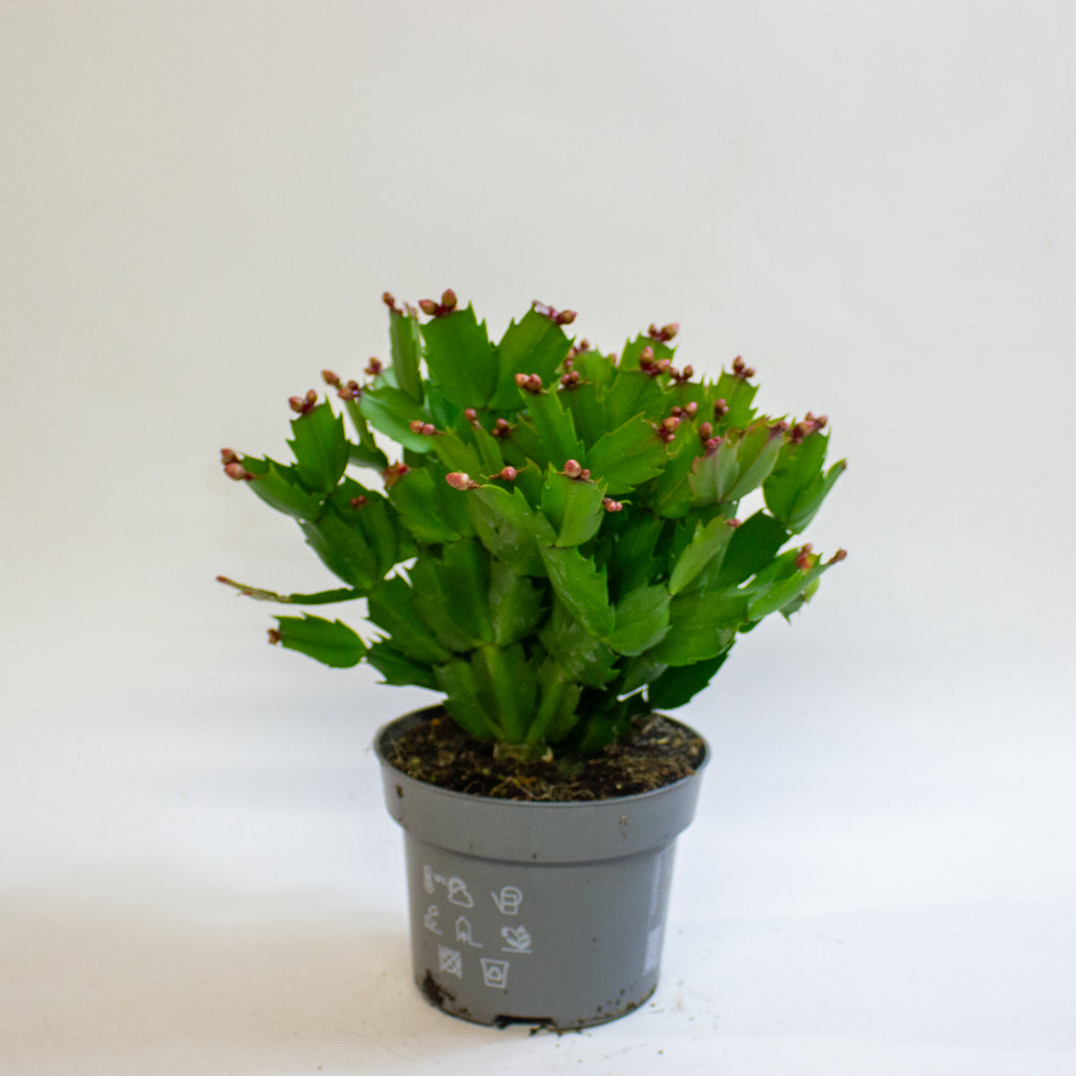 Schlumbergera Orange Flowered 13cm H25cm