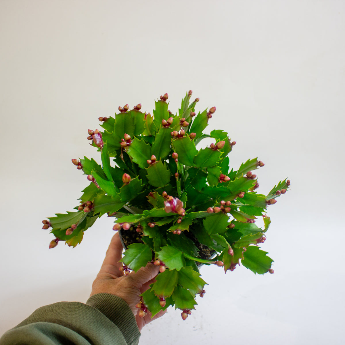 Schlumbergera Orange Flowered 13cm H25cm