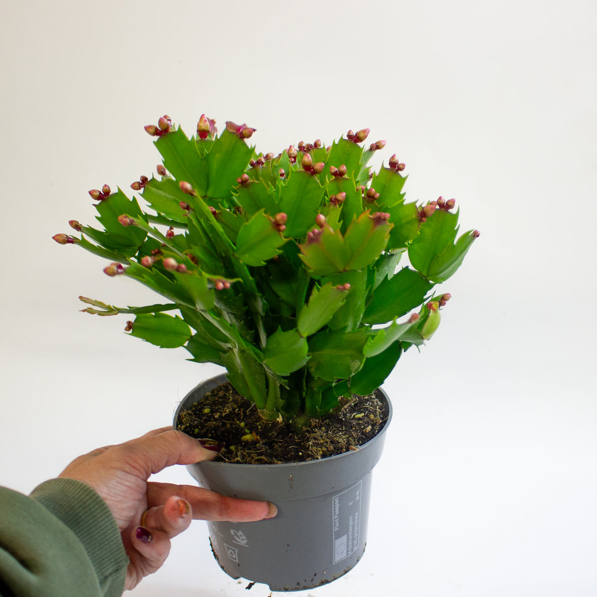 Schlumbergera Orange Flowered 13cm H25cm