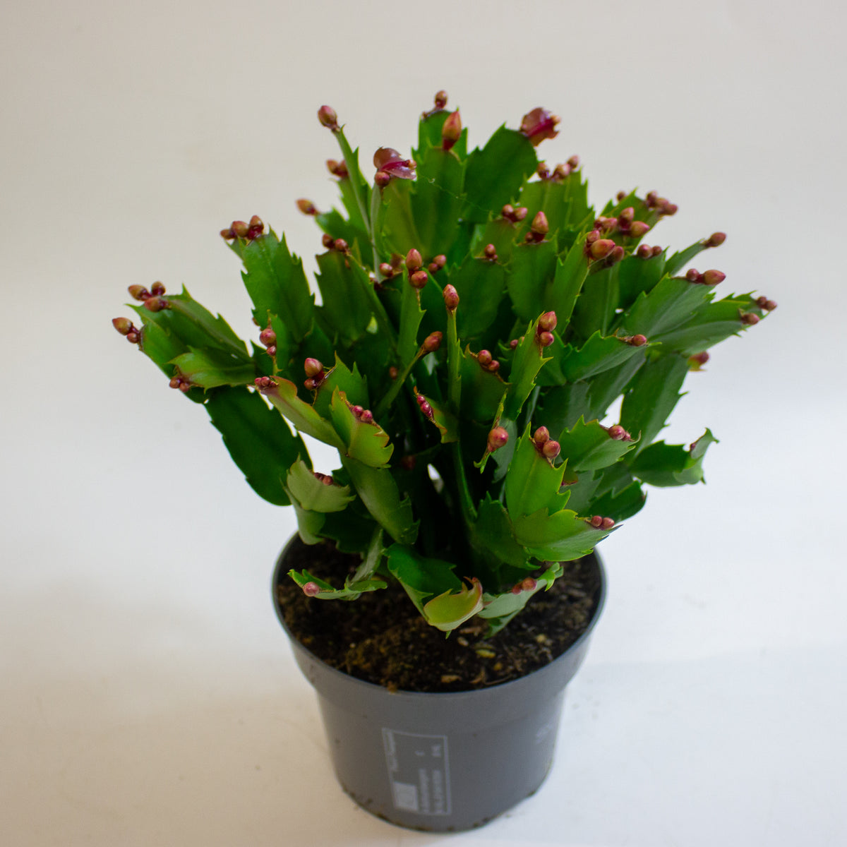 Schlumbergera Orange Flowered 13cm H25cm
