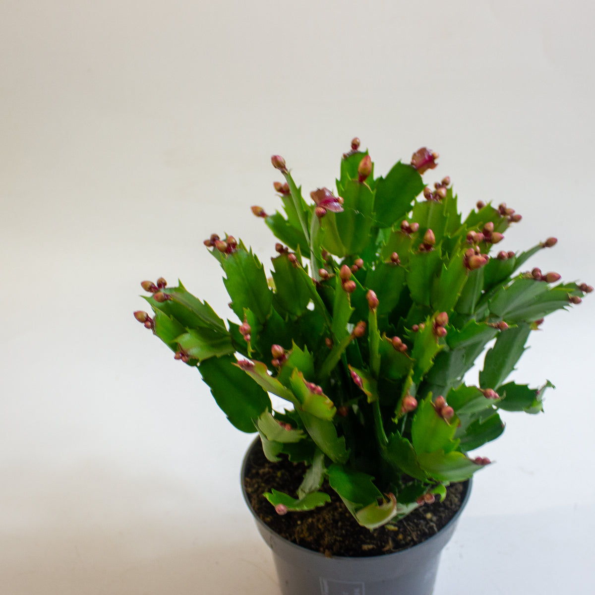 Schlumbergera Orange Flowered 13cm H25cm