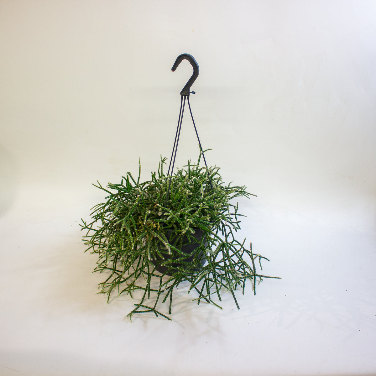 Rhipsalis Pilocarpa 17cm H30cm
