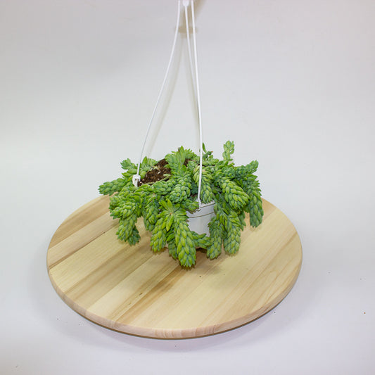 Sedum morganianum 'Burrito' 14cm H30cm
